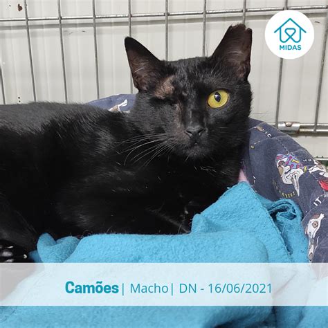 associação midas|Adopção de Animais .